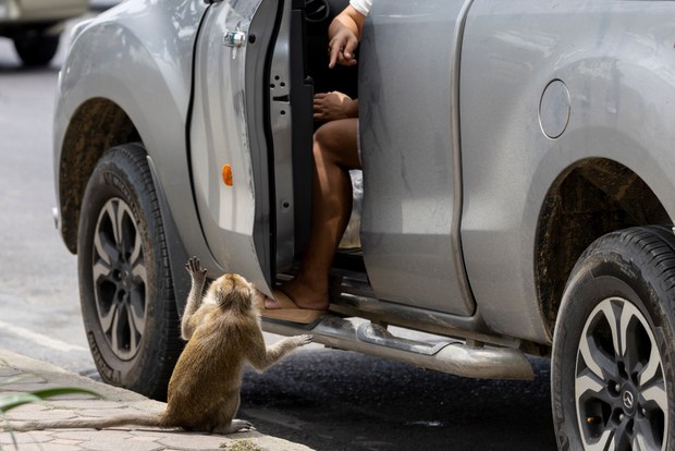 28 TH-macaques8a.jpg