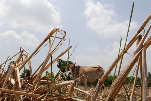 drought4-1000.jpg