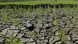 150730_ID_MAESWARA_INDONESIA_KEKERINGAN_700.jpg