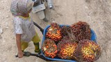 161202_ID_PalmOil_1000.jpg