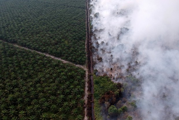 Studi: Deforestasi di Indonesia Akibatkan Bencana Iklim Studi: Deforestasi di Indonesia Akibatkan Bencana Iklim