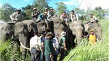 151105-ID-elephant-620.jpg