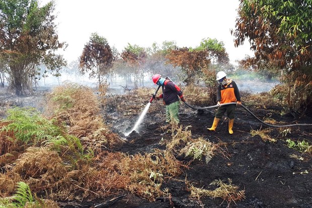 190301_ID_Forest-fire_1000.jpg 190301_ID_Forest-fire_1000.jpg