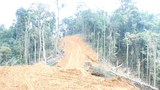 171204_ID_Hutan_1000.jpg