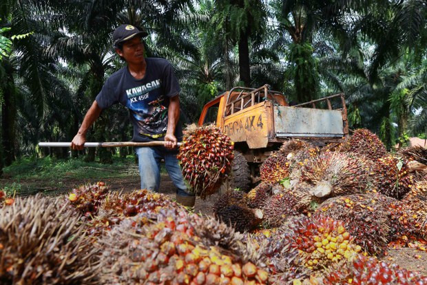 India berkomitmen impor 2,6 juta ton sawit Indonesia India berkomitmen impor 2,6 juta ton sawit Indonesia