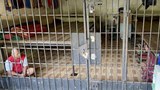 Komnas HAM kecam vonis bebas eks Bupati Langkat dalam kasus perdagangan orang