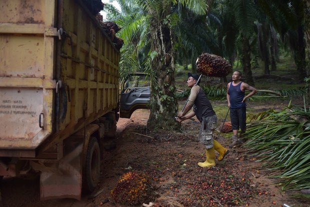 200827_ID_PalmOil_1000.jpg 200827_ID_PalmOil_1000.jpg