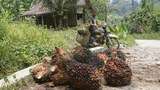 160527_ID_Palmoil_1000.jpg