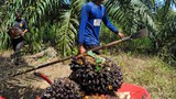 160426_ID_Palmoil_1000.jpg