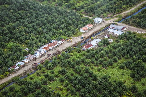 180921_ID_PalmOil_1000.jpg 180921_ID_PalmOil_1000.jpg