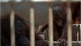 orangutan-620
