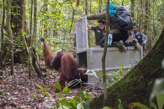 160502_ID_Orangutan_1000.jpg 160502_ID_Orangutan_1000.jpg