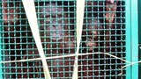160504_ID_Orangutan_1000.jpg