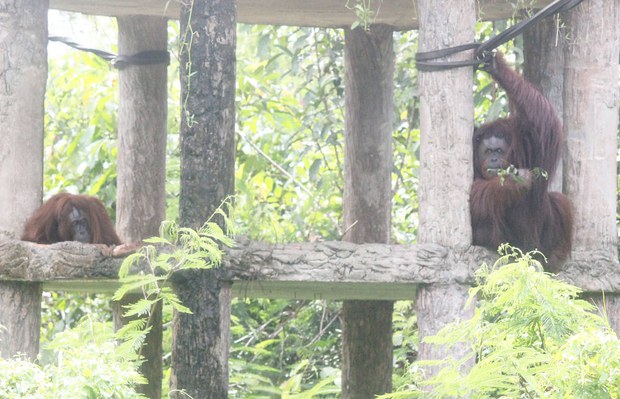 171122_ID_orangutan_1000.jpg 171122_ID_orangutan_1000.jpg