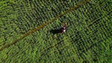 Indonesia hadapi darurat petani, pemerintah luncurkan “Petani Milenial” bergaji besar