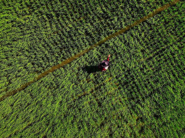Indonesia hadapi darurat petani, pemerintah luncurkan “Petani Milenial” bergaji besar Indonesia hadapi darurat petani, pemerintah luncurkan “Petani Milenial” bergaji besar