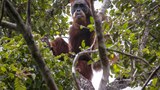 orangutan_620.jpeg