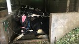 Produksi susu anjlok akibat PMK, peternak sapi merugi