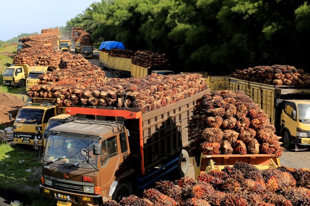 Indonesia, Malaysia bentuk satuan tugas terkait regulasi sawit anti-deforestasi Uni Eropa Indonesia, Malaysia bentuk satuan tugas terkait regulasi sawit anti-deforestasi Uni Eropa