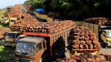 Indonesia, Malaysia bentuk satuan tugas terkait regulasi sawit anti-deforestasi Uni Eropa