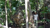 160324_ID_hutan_1000