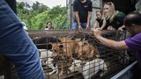 Tomohon akhirnya larang perdagangan anjing dan kucing