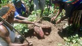 151106-ID-Papua-ubi-620.jpg