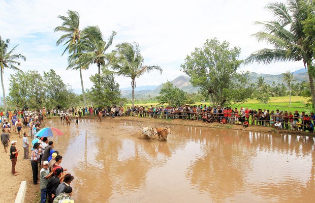 Pacu-Jawi-6.jpg