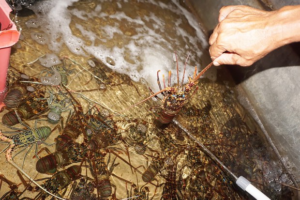 Lobster-6.jpg