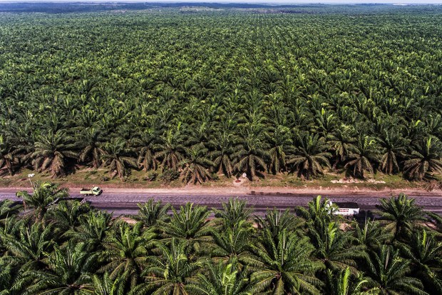 Deforestasi_Kalimantan_3.jpg
