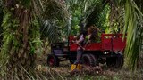 Kesatuan Eropah, agensi PBB lancar program basmi buruh kanak-kanak di Sabah