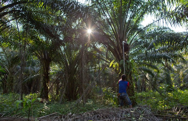 200930-MY-Palm-harvest1000.jpg 200930-MY-Palm-harvest1000.jpg
