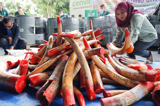 190430-MY-Wildlife-Smuggling1000.jpg 190430-MY-Wildlife-Smuggling1000.jpg