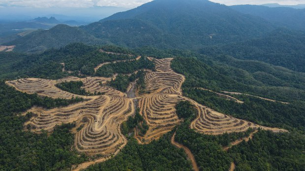 Malaysia berisiko tinggi dikenakan peraturan penebangan hutan EU Malaysia berisiko tinggi dikenakan peraturan penebangan hutan EU