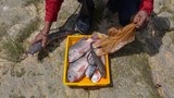 Malaysia pantau ikan tilapia dagu hitam, ancam ekosistem air tawar