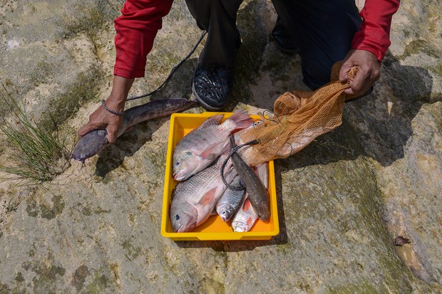 Malaysia pantau ikan tilapia dagu hitam, ancam ekosistem air tawar Malaysia pantau ikan tilapia dagu hitam, ancam ekosistem air tawar
