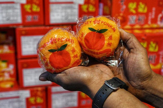 Limau mandarin naik harga, lokam ‘tetap di hati’ menjelang Tahun Baru Cina Limau mandarin naik harga, lokam ‘tetap di hati’ menjelang Tahun Baru Cina