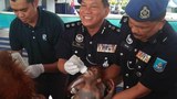 190408-MY-orangutan2-599.jpg