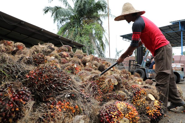 Malaysia Tidak Setuju Tindakan Drastik AS Sekat Minyak Sawit Sime Darby Malaysia Tidak Setuju Tindakan Drastik AS Sekat Minyak Sawit Sime Darby