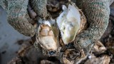 Tiram Putih hidupan akuatik yang hanya boleh didapati di Sungai Muar