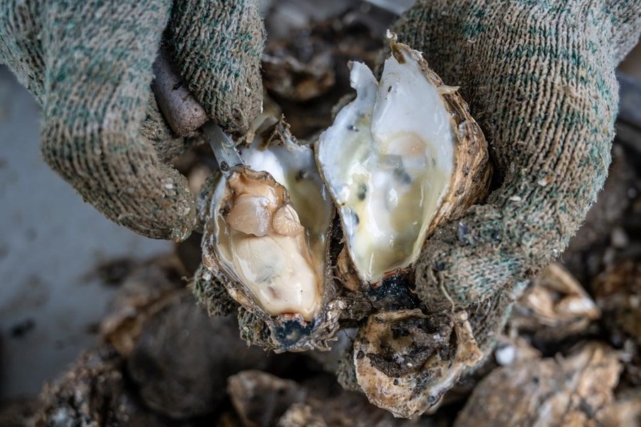 Tiram putih atau nama saintifiknya Crassostrea (Magallana) saidii yang tidak dapat ditemui di tempat lain di dunia kecuali di Sungai Muar di Pengkalan Nelayan Parit Tiram,  Muar, Johor, 2 Disember 2024.