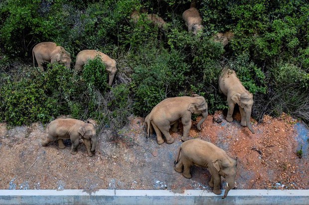 230427-th-elephants in Asia2.jpeg