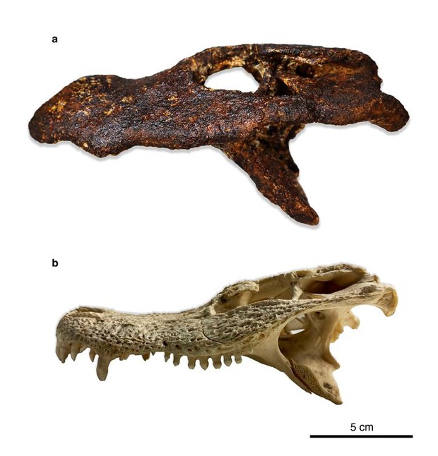 230714-th-ancient-alligator-2.jpg