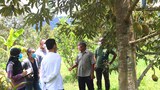 200423-TH-deepsouth-durian-800.jpg