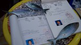 TH-EU-IUU-620