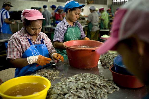 TH-shrimp-labor-1000 TH-shrimp-labor-1000