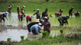 TH_Ricefarm-900