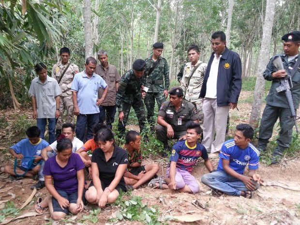 TH-burmese-620 TH-burmese-620