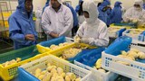 170904-TH-durian-620.jpg