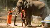 TH-elephant-1000